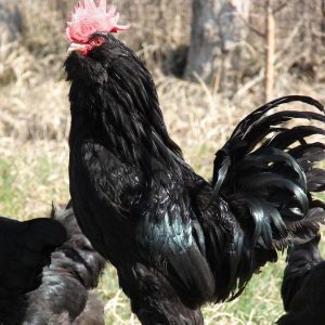 Azerbaijan

 Azerbaijan Breeds

Rare Chickens