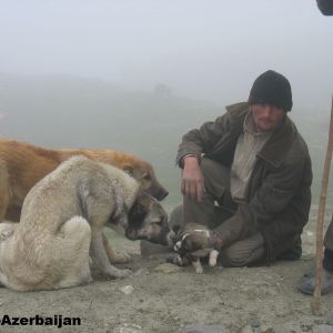 Azerbaijan Sheep Dog 

 azerbaijan breeds


Azerbaijan Dog Breeds