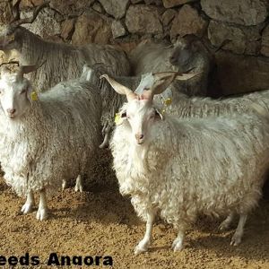 tiftik goat
Angora goat