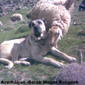 Azerbaijan Sheep Dog 

 azerbaijan breeds


Azerbaijan Dog Breeds
