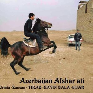 Azerbaijan Horse Breeds Afshar
