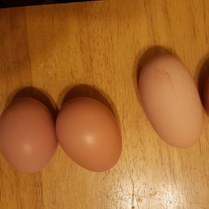 One egg is not like the others