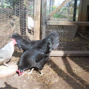 5years old black hen