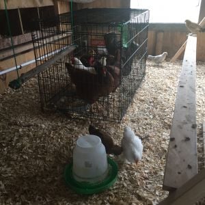 A guy I met from Craigslist give me 3 Rhode Island Red and 1 Long Horn hens that were no longer laying as often. I'm a new chicken keeper so I didn't mind. In this pic they area currently being introduced to my bantam chicks.