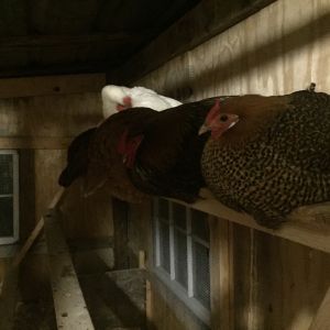 Chicks roosting at night time.