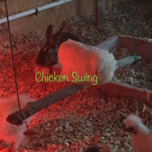 Bantam chick trying out new swing.