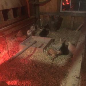 Cold December night. Had a heat lamp for a bit keeping bantams warm. Zero degrees outside....