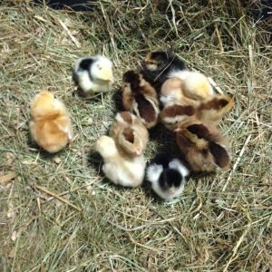 chicks April 2016