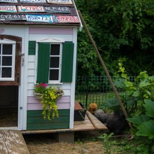 My last coop- reclaimed wooden play house. I painted it, made perches and nest boxes- and added wire and door locks.