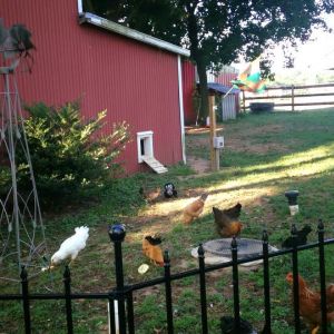 my chicken yard