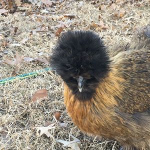 Merlin. She gets her fluffy crown trimmed twice a year so she can see where she's going.