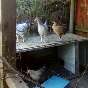 Araukana x Barred Rock, two barred Roo's I think, maybe for the pot