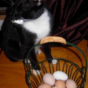 Akito objecting to being used as a prop.