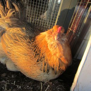 Hamlet, one of our Easter Egger hens