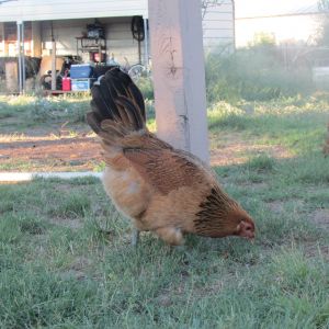 Eevee, one of our Eater Egger hens looking for bugs