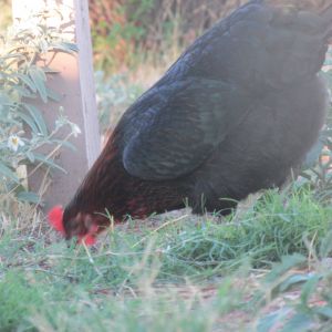 Tiny(black sex-link hen) looking for some grubs