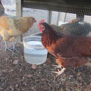 Nugget(Rhode Island Red) and Fluffy(EE) getting some water