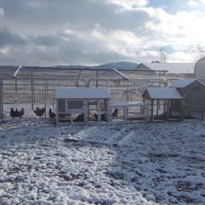A pic of the hens first snow