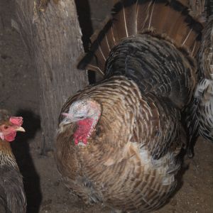 Sweetgrass hen