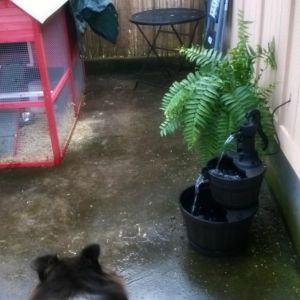 The former dog kennel that was not being used.