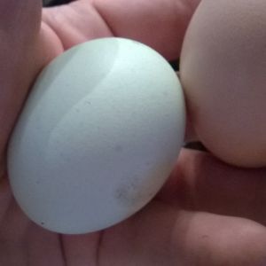 Beautiful big eggs