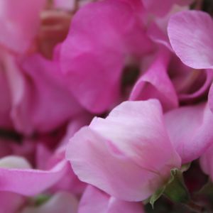 Close up of sweet pea flowers.