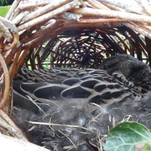 Zorro in the duck nesting basket
spring 2016