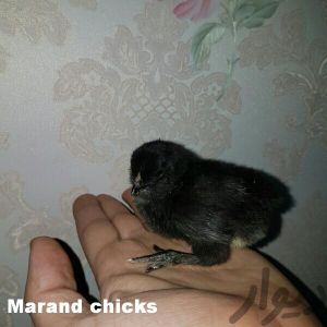 Rare Chicken Breeds

Black Azerbaijan

Marand

Rare Chickens