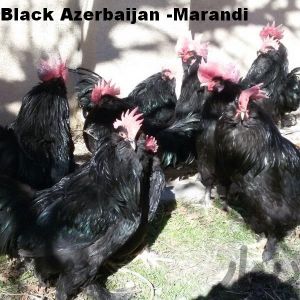 Rare Chicken Breeds

Black Azerbaijan

Marand

Rare Chickens