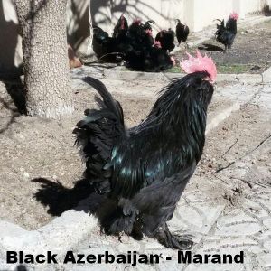 Azerbaijan Breeds
Blcak Azerbaijan