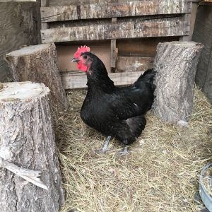 Queen B, Australorp, top of the pecking order