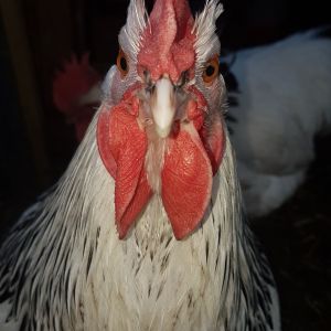One of my boys