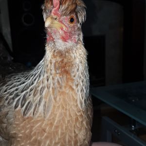 One of my girls