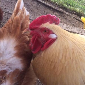 Craster's comb looks a bit "hennish" but he's healing!