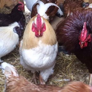 The three kings, from left to right: Viserys(overthrown by Craster), Craster(overthrown by Deadpool), and Deadpool (The current king, fluffing his stuff!)