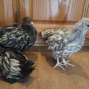 The beginning of my flock. 8 week old English Orpingtons, a pair of silver lace and a blue lace.