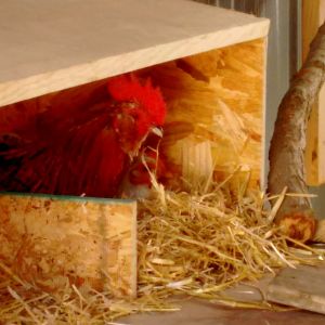 My bantam roo showed one of my cochin hens where he wanted her to 'sit'... didn't work! LOL This little lady will do it in her time!