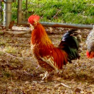 Our bantam roo, 3-4 pounds tops! Quite excitable.