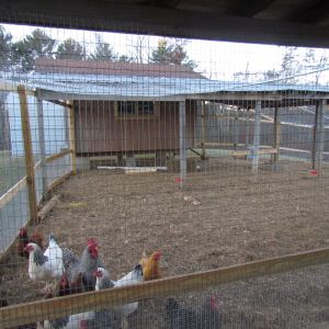 Our new chicken coop in the background is attached to the pen made of 6' tall  1"x 2" wended wire with 1/2" hardware cloth on the lower 2'. The top of the pen is chicken wire over 3/4"metal  conduit for support held up well during several snow and ice storms.
