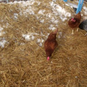 The head hens,aka the bosses!