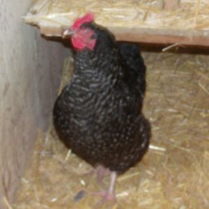 Matilda the layer of double yolkers.