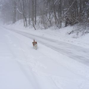 Clyde Beagle loves the snow!