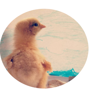 aaangel.png
This is a pic of one of my buff orpington chicks, Angel, with a beach background I made. Her wing feathers stick out more than the chicks, hence her name.