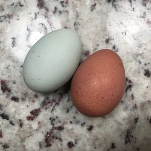 Eggs ❤️