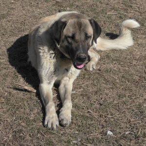 Yasi the livestock guardian Anatolian Shepherd