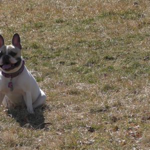 Sonny- French Bulldog