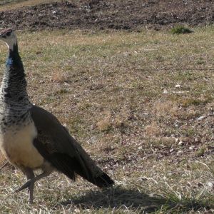 Peahen!