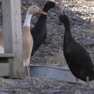 Ducks