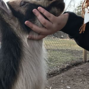 Nigerian dwarf goat