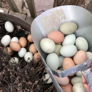 So many eggs